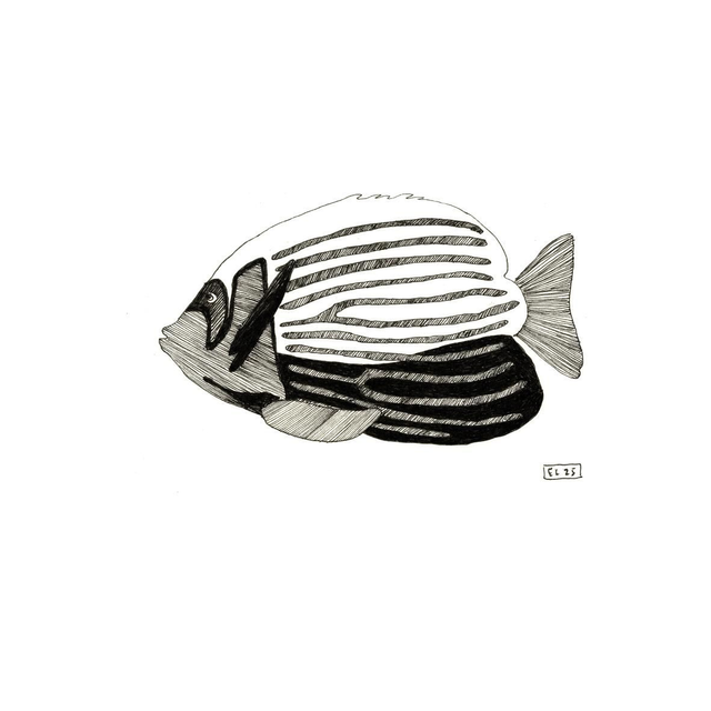 Ange de mer empereur