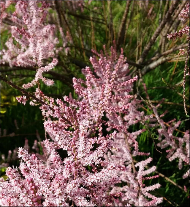 Tamarix ramosissiam - 1ltr pot