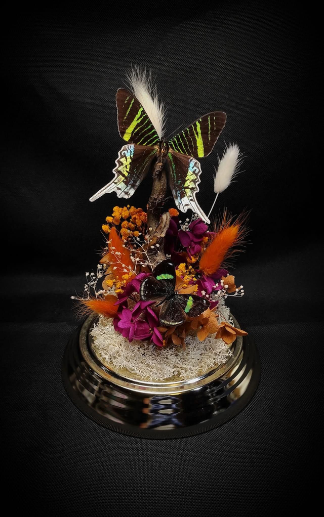 Diorama Duo de Papillons &quot;Urania Leilus&quot; &amp; &quot;Perisama oppelii oppelii&quot;