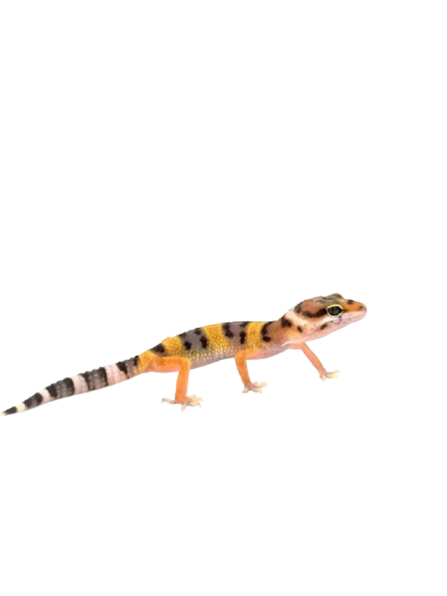 Eublepharis Macularius - Gecko Léopard non sexé