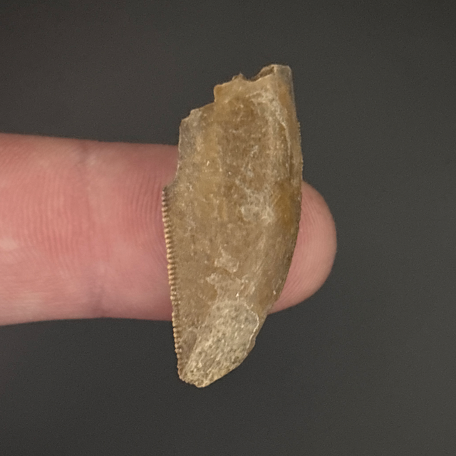 Majungasaurus Tooth