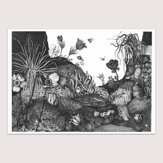 Histoires d&#039;Anémones