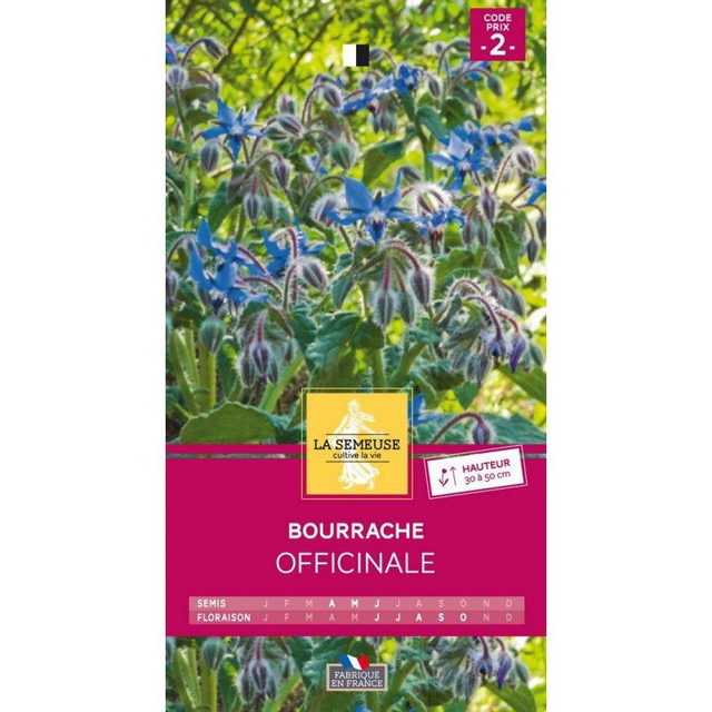 Bourrache Officinale
