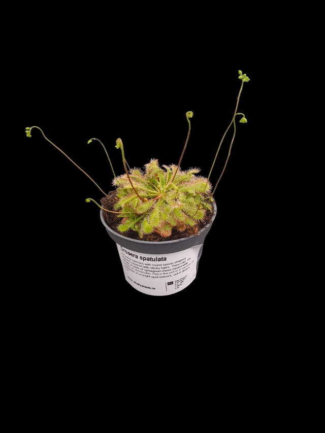 Drosera spatulata 9cm