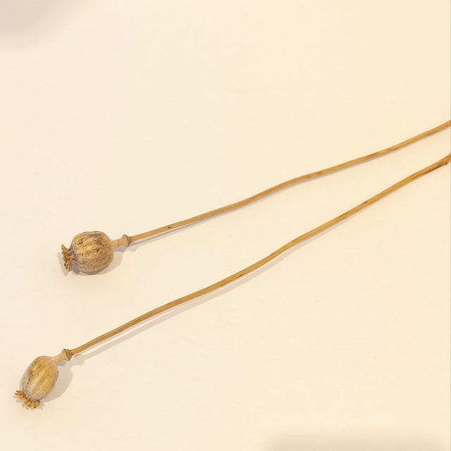 Pavot séché – Fleur naturelle graphique pour bouquets secs et décorations florales