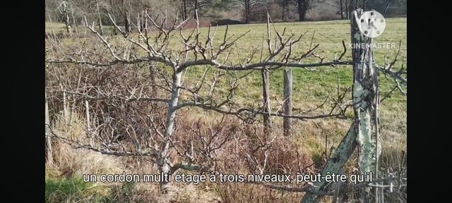 14/06/2026 Formation Fruitiers palissés à Luxey 