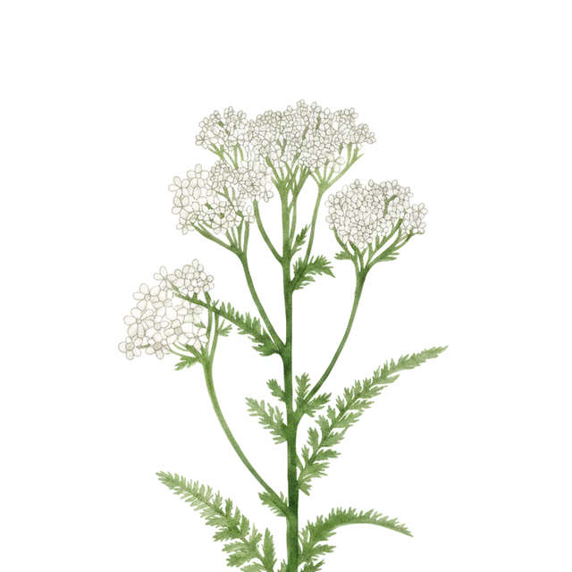 Achillea 'White'