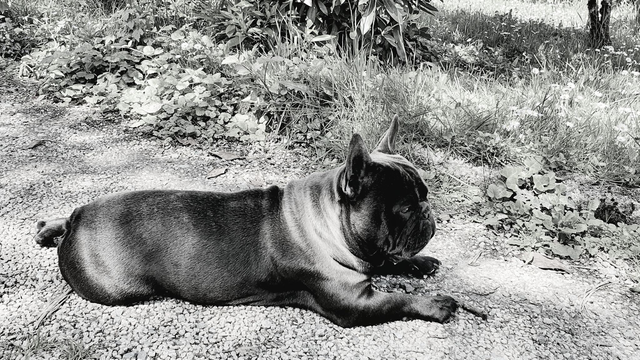 Soins énergétiques / Soins de confort pour chiens et chats