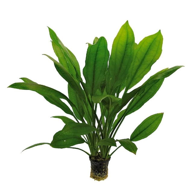 AP Echinodorus Bleheri 8715897272295