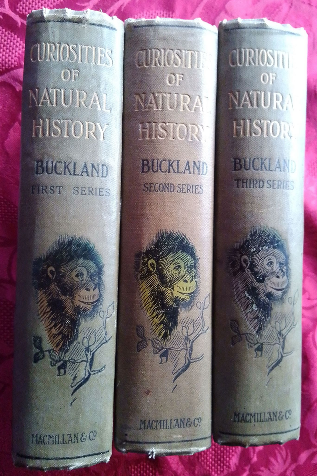 CURIOSITIES OF NATURAL HISTORY FIRST, SECOND &amp; THIRD SERIES 1900/1903 by Francis T Buckland