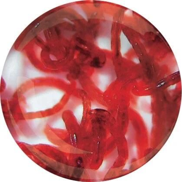 Levende rode muggenlarven 4038358100123