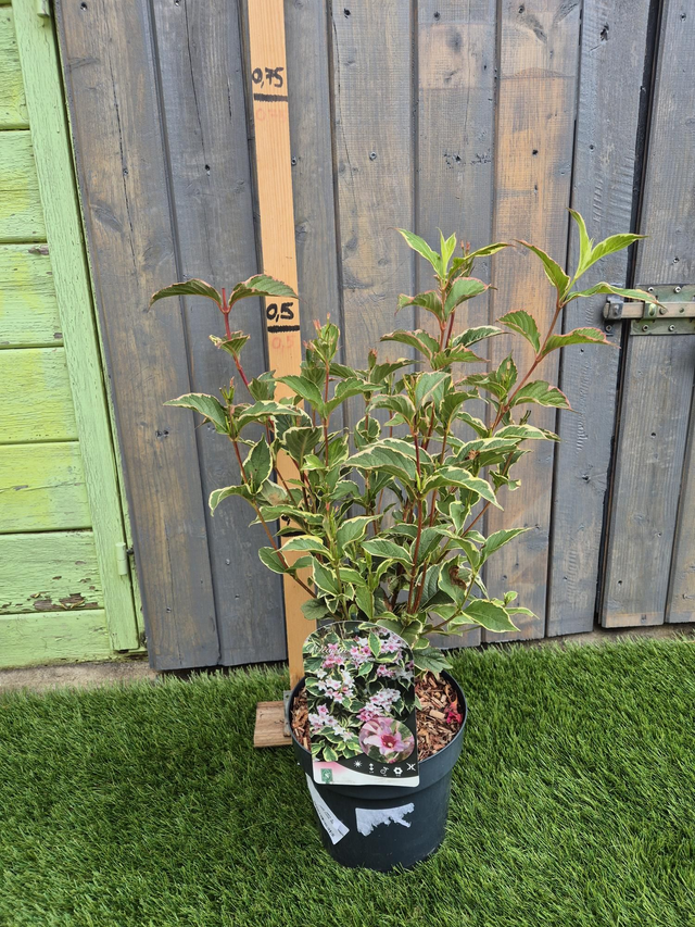 Weigela Florida nana variegata conteneur 25L
