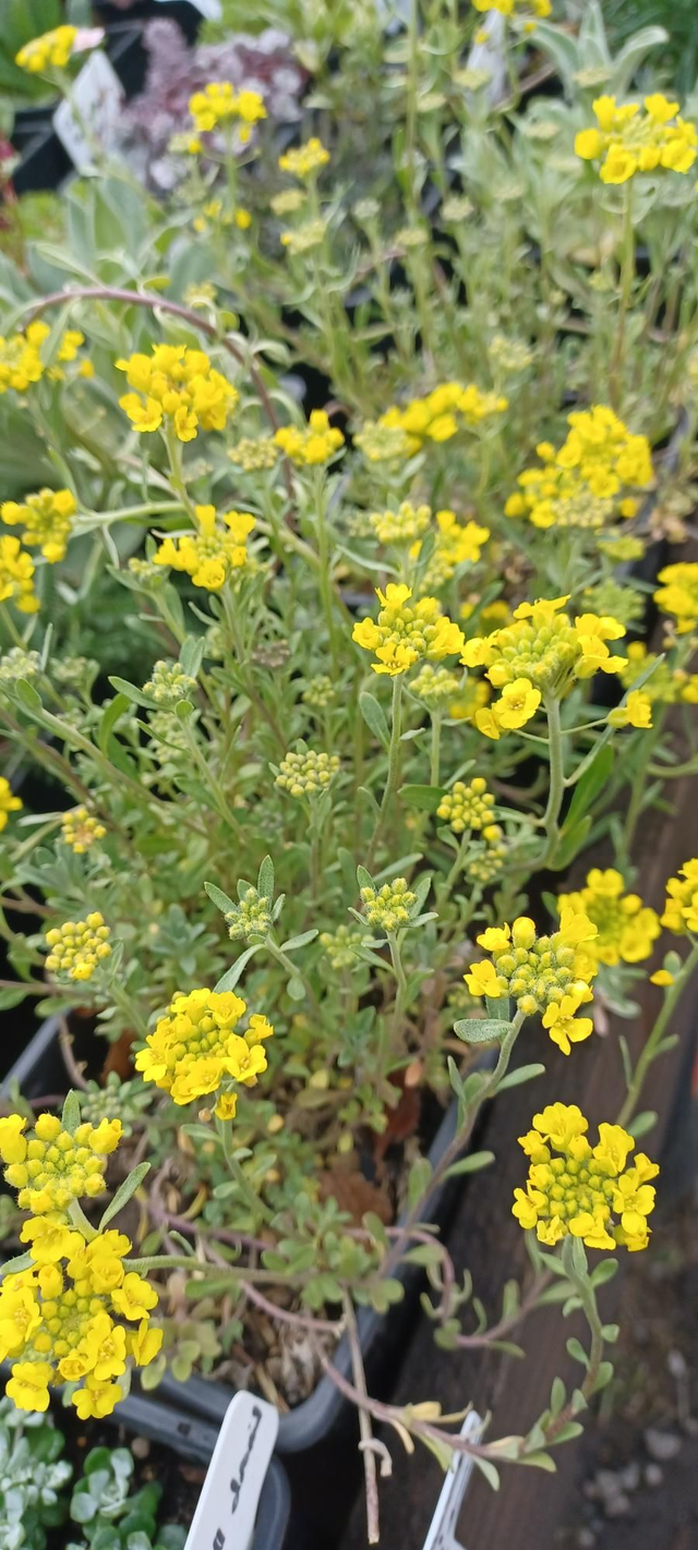 Allysum saxatile Gold Ball