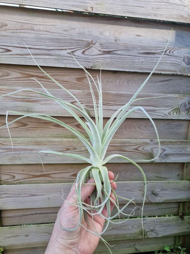 Tillandsia straminea