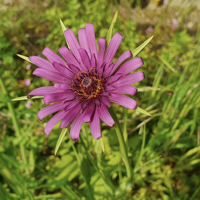 Salsifis du Midi (Tragopogon porrifolius)