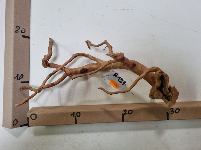 Racine araignée A-127