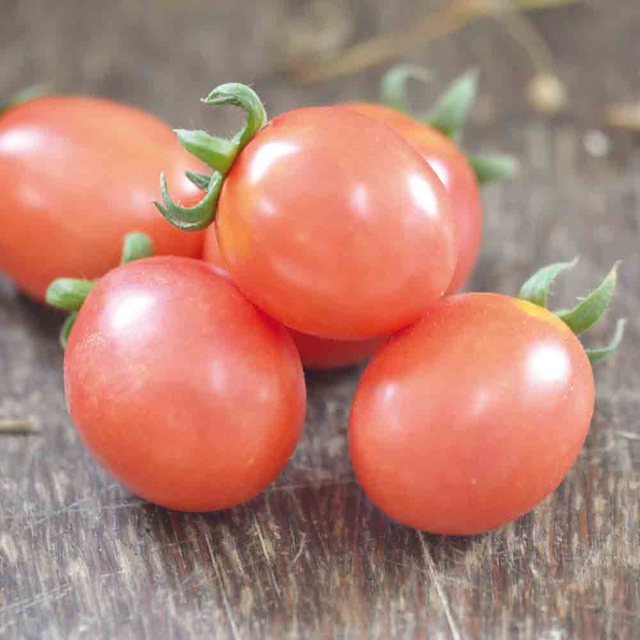 Tomate Cocktail German Lunch Box