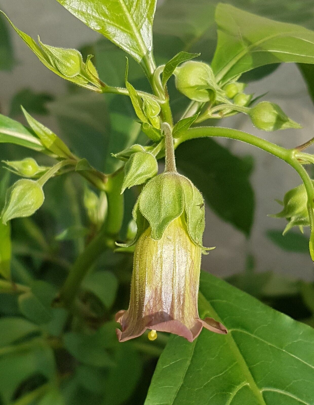 100 graines Atropa komarovii "Turkménistan belladona' seeds samen belladone seed