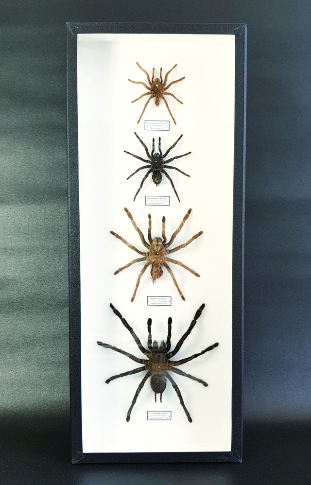 Quatro d&#039;araignée