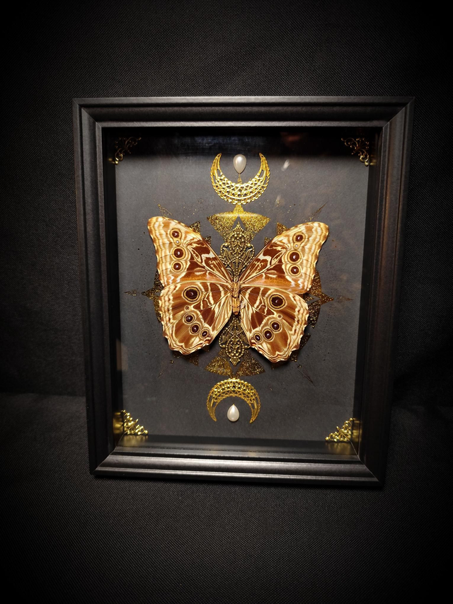 Cadre Papillon Morpho Deidamia Mariae à l&#039;envers 