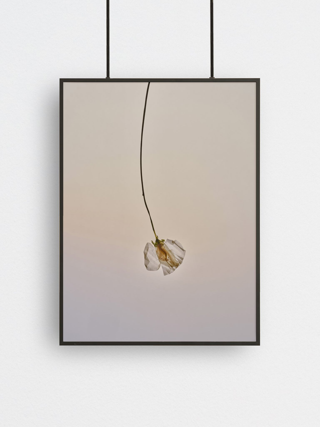 Flat Earth (7), Fine Art Print