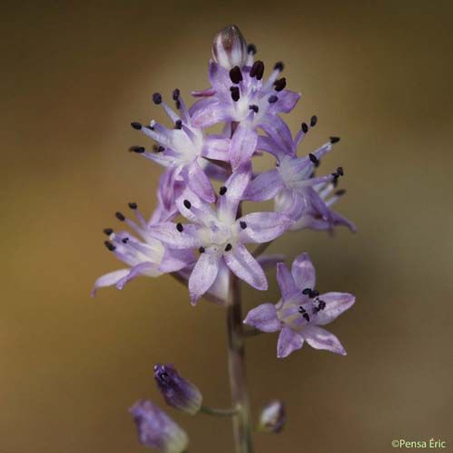 Boucles d&#039;oreilles Rosélia