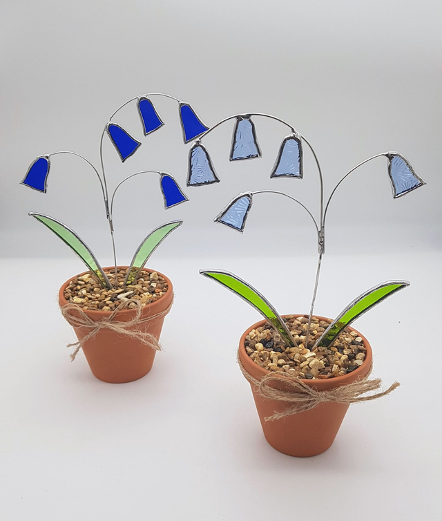 Bluebell Flowers in Terracotta Pots