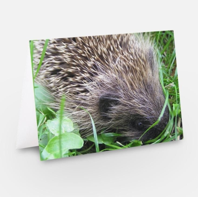 Hedgehog wildlife greeting card 