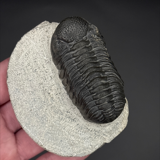 Phacops Trilobite 