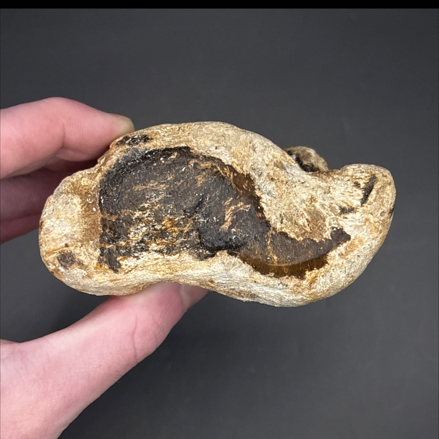 Bison Tarsal