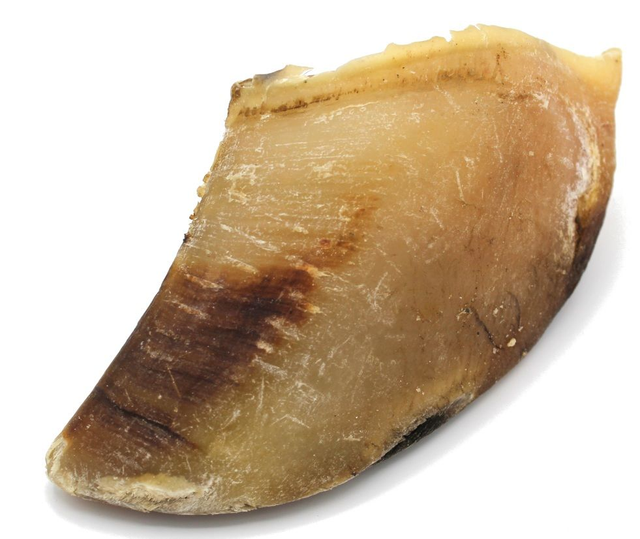Sabot de bœuf 