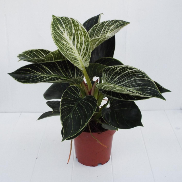 Philodendron White Weave