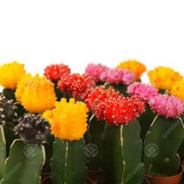 Flower Cactus