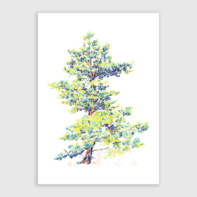 Tirage d'art - Pin Sylvestre II