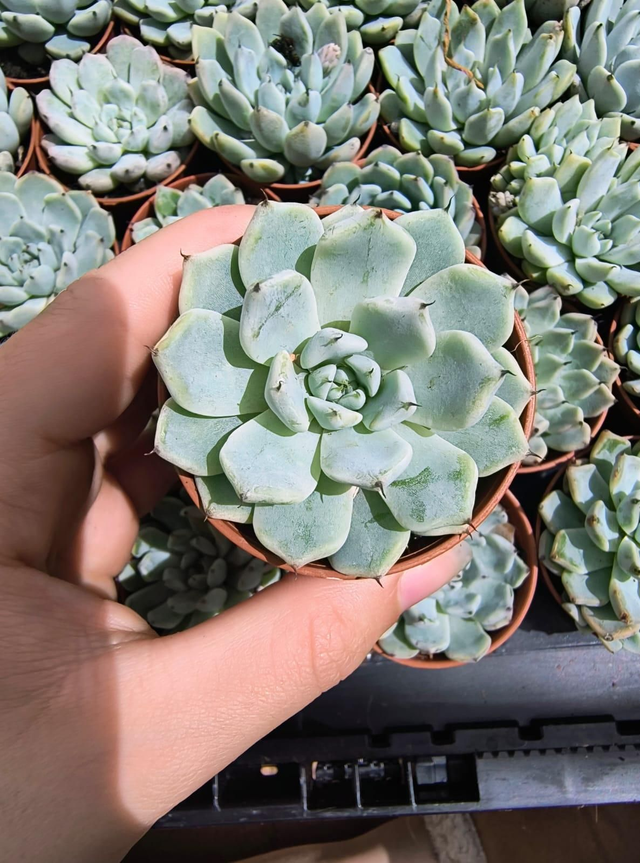 Echeveria cuspidata 'zaragozae'
