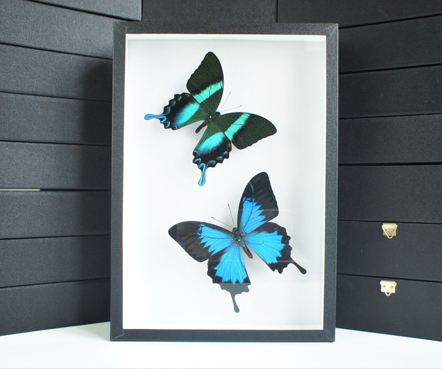 Papilio ulysses / Papilio blumei