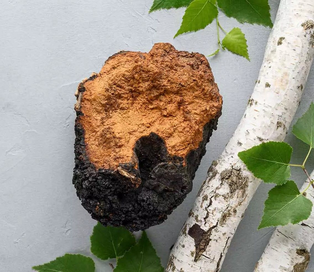 Chaga capsule