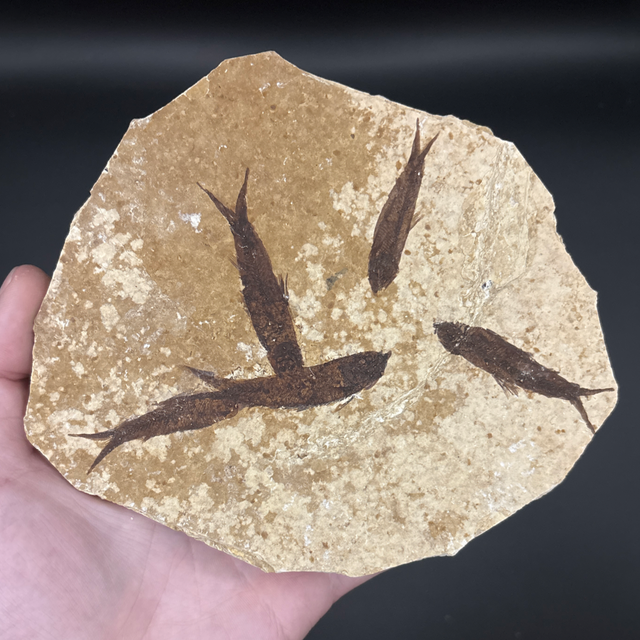 Diplomystus Fish Cluster 