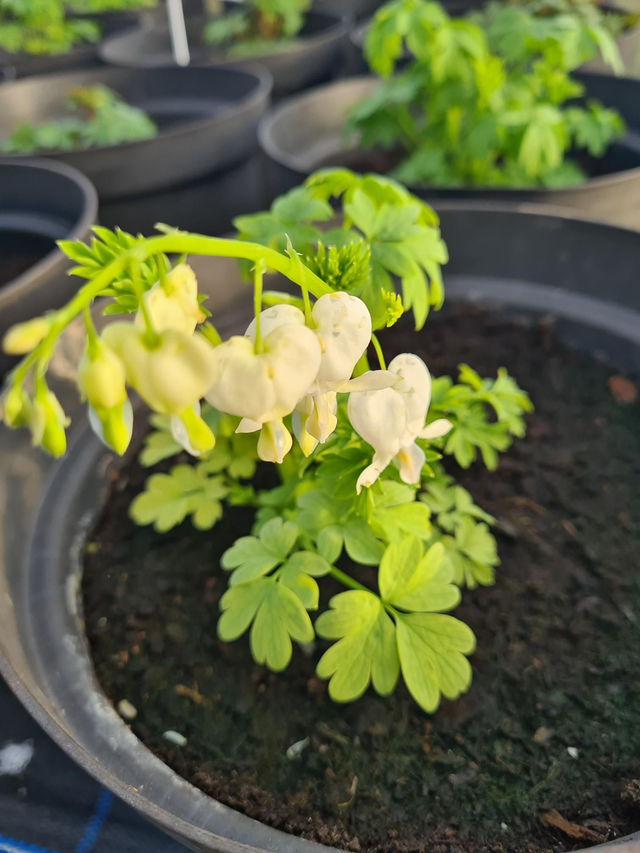 Lamprocapos spectabilis (bleeding harts) 5L