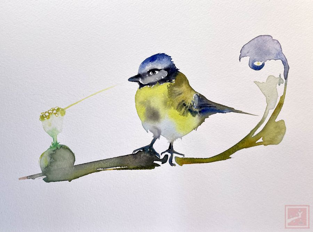 blue tit