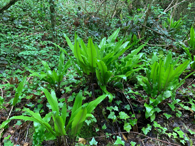 Scolopendre (Asplenium scolopendrium )