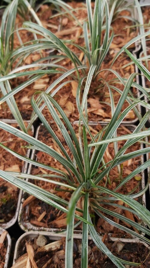 Ophiopogon japonicus 'Silver Comet' P9 (0.5litre)