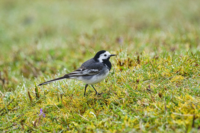 Bergeronnette sur l'herbe humide