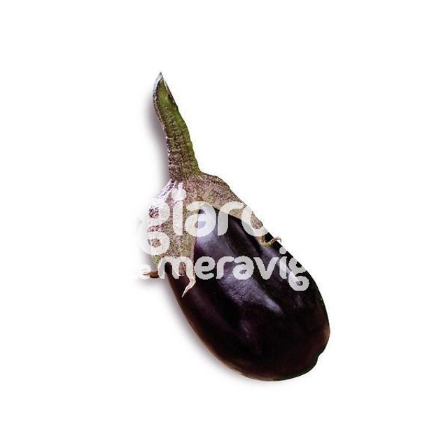 O12 . Melenzana innestata nera di Palermo in Pack da 4 piantine