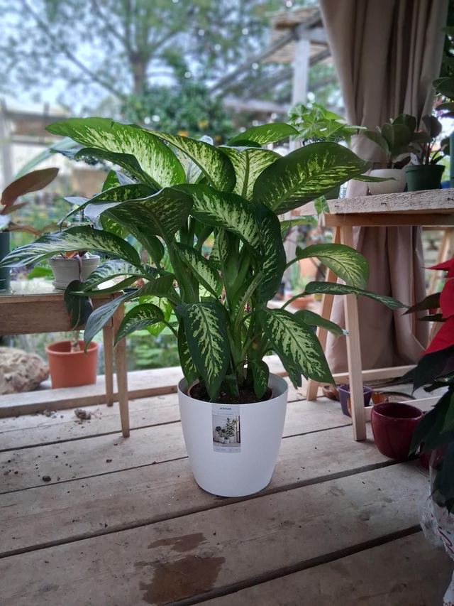 K33 . Sanremo Mat 30 con ruote 