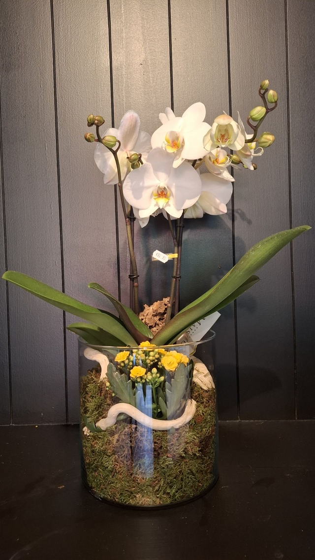 Orchidee