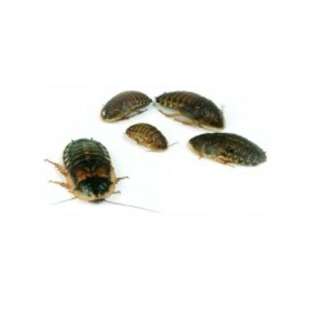 Blatte Dubia vaschetta