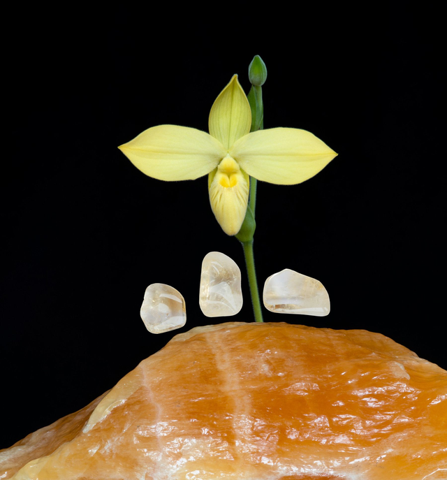 Orchid Crystal Element Essence 