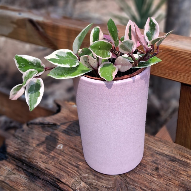 C54 . Hoya carnosa 'Tricolor Flamingo Dream' in Noemi