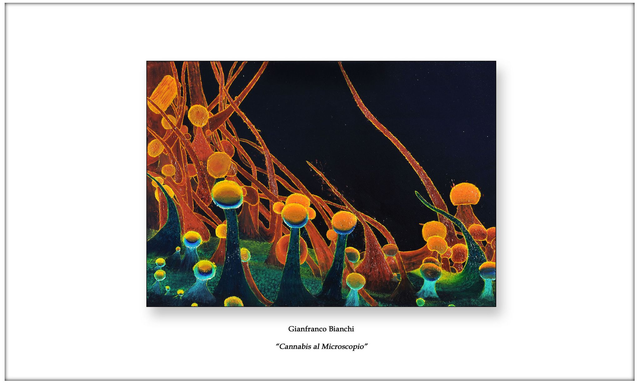 Litografia "Cannabis al Microscopio"